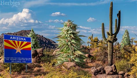 Cannabis Seeds Arizona Marijuana Seeds For Sale in Arizona