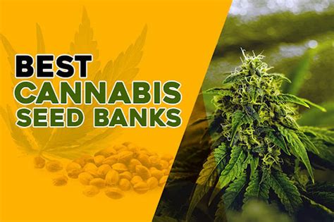 Cannabis Seeds USA Seed Bank Buy Marijuana …