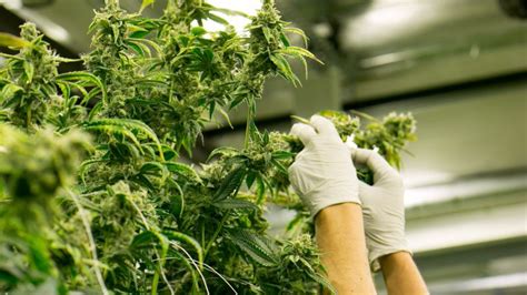 Cannabis company Canopy Growth signs deals with lenders to reduce debt
