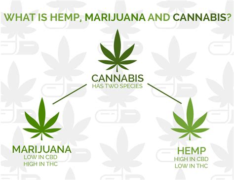 Cannabis contains larger amounts of tetrahydrocannabinol THC