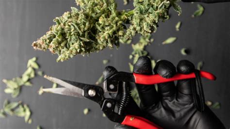 Cannabis home-growing 101: How to harvest your marijuana plants in Colorado