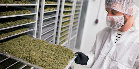 Cannabis industry jobs. Things To Know About Cannabis industry jobs. 