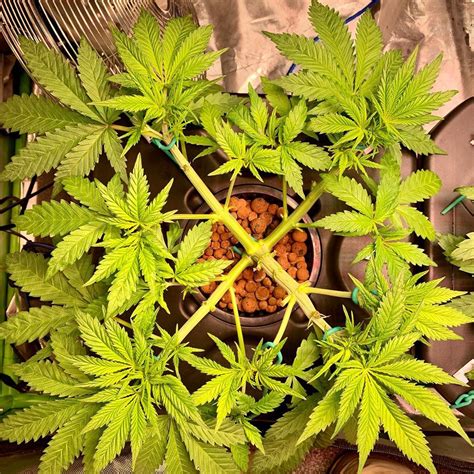 Cannabis low stress training (LST) for better yields - Dutch Passion …