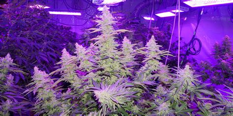 Cannabis marijuana growing guide grow lights cannabis science cannabis cultivation. - Dave ramsey chapter 7 study guide.