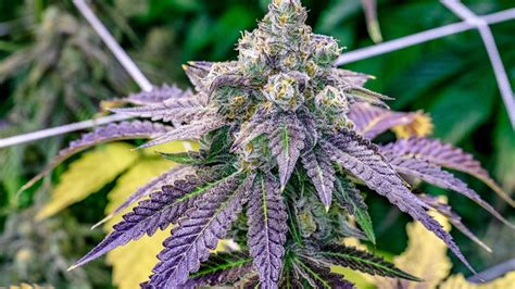 April 29, 2024. Strain Spotlight: Northern Lights. Table of Contents. Origins of Northern Lights. Is Northern Lights Indica or Sativa? Northern Lights Terpenes. Northern Lights Effects. Northern Lights Products. Final Thoughts.. 