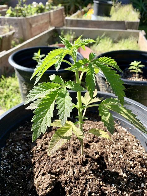 Cannabis success the easiest guide on growing large marijuana plants at home. - Biomimicry resource handbook a seed bank of best practices.