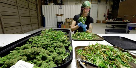 Cannabis trimmer jobs. Things To Know About Cannabis trimmer jobs. 