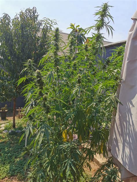 Cannalope.Kush Onlyfans Leak PORN 36 Vids