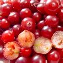 Canneberge ou cranberry - Phytothérapie - VIDAL