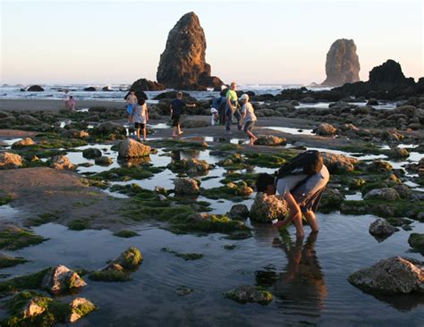 Cannon Beach: Low Tide Adventures at Haystack Rock