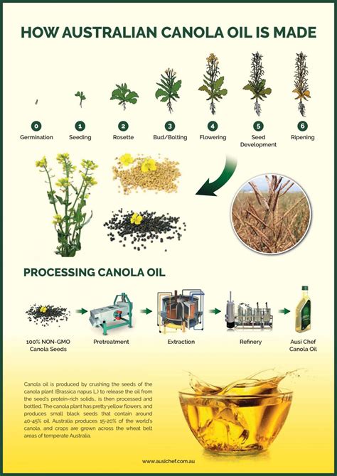 Canola oil what is it made of. Myth #2: The original canola plant was known as rapeseed, and was genetically modified to become a canola plant, and therefore organic canola oil inherently cannot be non-GMO. When first produced, canola oil originally was bred from a plant known as Rapeseed (Brassica napus L.). Rapeseed has a high level of erucic acid and is not safe for ... 