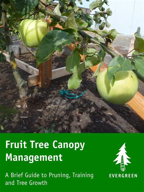 Canopy management: way to develop fruit tree …