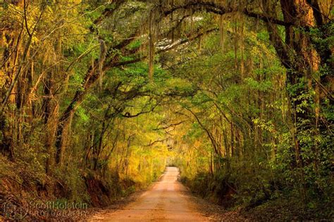 Canopy road. The canopy is not only stunningly beautiful but also provides a much-needed cooling effect in the warmer months, making this little corner of Florida a perfect destination for a summer road trip. Tallahassee’s Nine … 