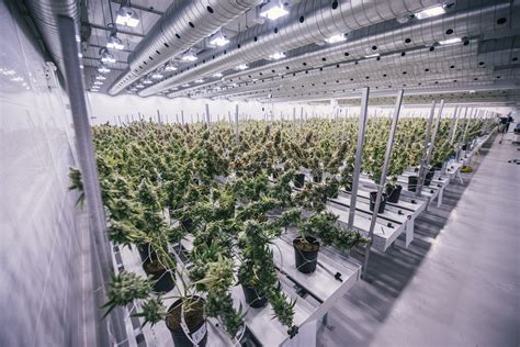 Canopy Growth, headquartered in Smiths Falls, Canada, cultivates and sells medicinal and recreational cannabis, and hemp, through a portfolio of brands that include Doja, 7ACRES, Tweed, and Deep ...