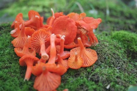 Cantharellus cinnabarinus – cinnabar chanterelle - Texas …