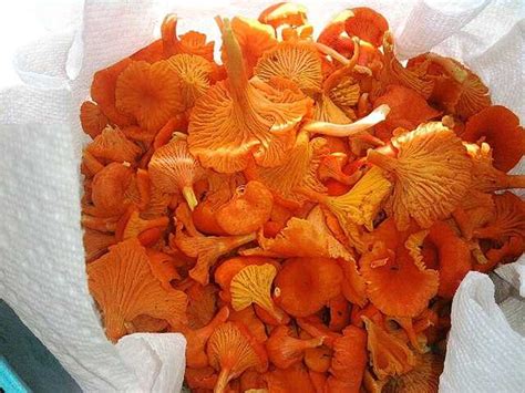 Cantharellus cinnabarinus - Wikiwand