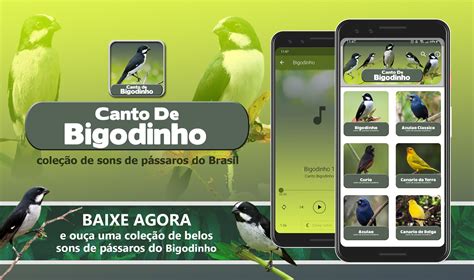 Canto Do Bigodinho APK Download for Android 