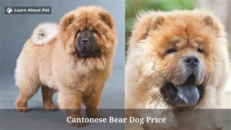 Cantonese Bear Dog Price