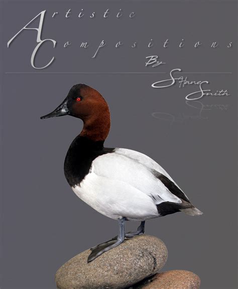 Canvasback duck mounts. Things To Know About Canvasback duck mounts. 