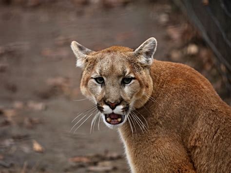 Canyon in California closed after mountain lion tries to attack dog, injures hiker