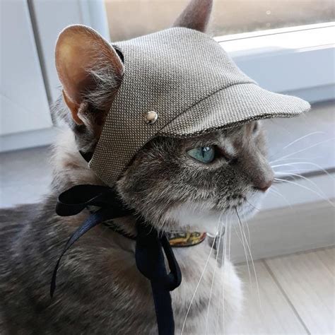 Cap cat. Things To Know About Cap cat. 