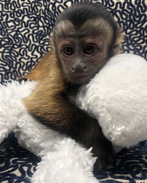 Socialized baby capuchin monkeys for sale pay with cash. Male and female Capuchin monkeys for your family. They are very lovable and adorable! Healthy and so caring. These monkeys are house trained, diaper and leash trained, and wears clothes, very friendly. We guarantee a 100 % (percent) Satisfactory and 100 % (percent) …. 