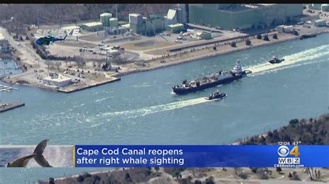 Cape Cod Canal temporarily closed as Right Whales move through