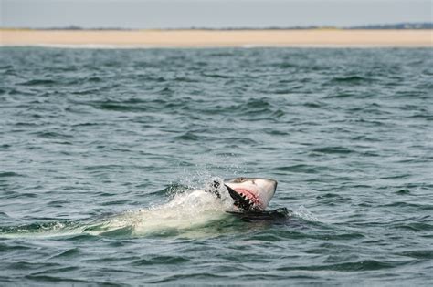 Cape Cod Shark Sightings 2024: 6 Great Whites Spotted Friday, 20 …