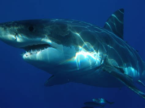 Cape Cod great white sharks will be highlighted at white shark conference in Australia