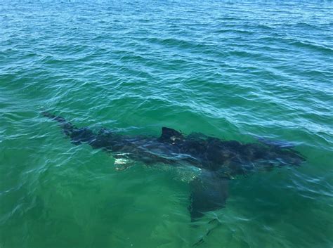 Cape Cod shark researchers tag 8 great whites during ‘pretty busy’ October, shark spotted 20 yards from shore