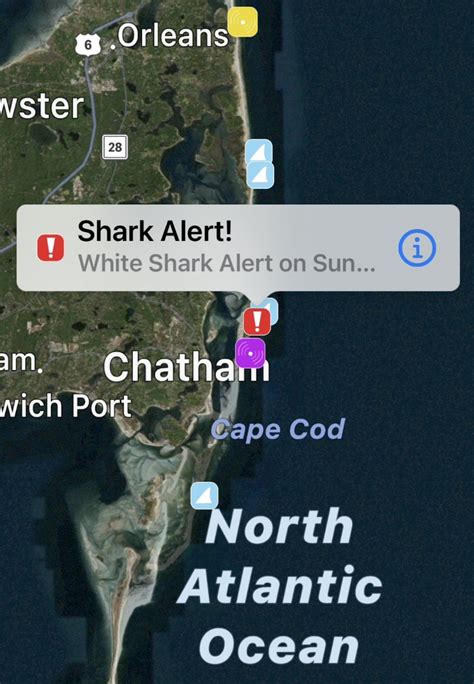 Cape Cod shark sightings light up Sharktivity app, ocean sunfish confused for great whites