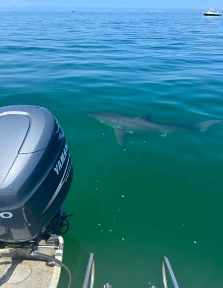 Cape Cod shark sightings rise with more eyes on the water, seals with shark bites spotted