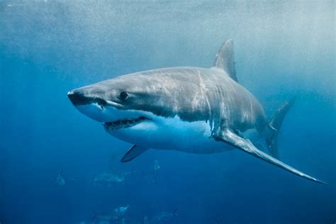 Cape Cod surfers have close call with 10-foot great white shark: ‘The shark circled behind me very aggressive and agitated’