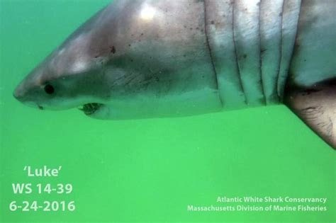 Cape Cod white shark detections hit record-high again last year: Here’s the top hotspots and busiest months for shark activity