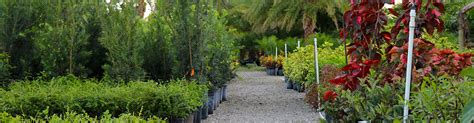 Cape Coral Florida - Palm City Nursery & Landscaping