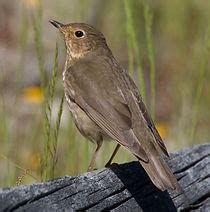 Cape May Schedule pibird