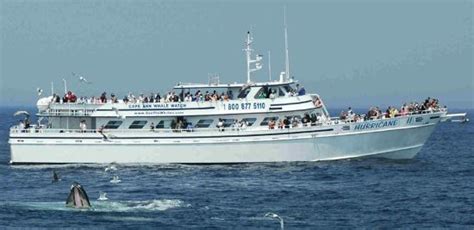 Cape ann whale watch. Things To Know About Cape ann whale watch. 