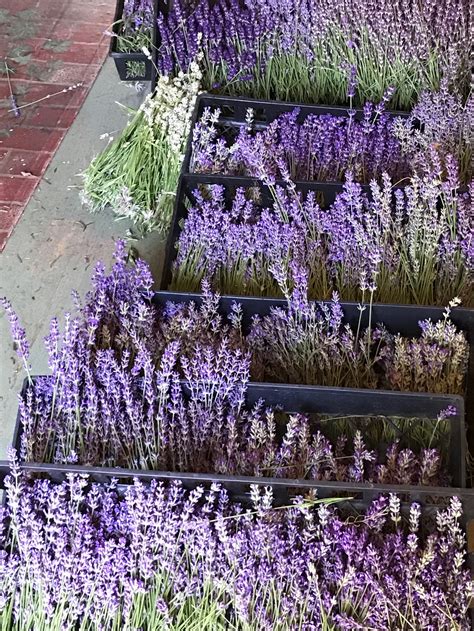 Cape cod lavender farm. Shop our Instagram feed (handle: capecodlavender ) 