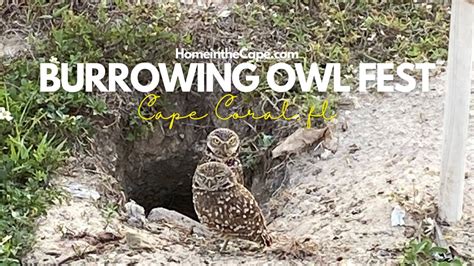  22nd Annual Burrowing Owl Festival a Wildlife and Environmental Exposition : When: February 24, 2024 Saturday 10:00Am until 4:00Pm : Where: Rotary Park Environmental Center in Cape Coral: Address: 5505 Rose Garden Road Cape Coral, FL 33914: Map: Click here for map and directions : Admission: . 