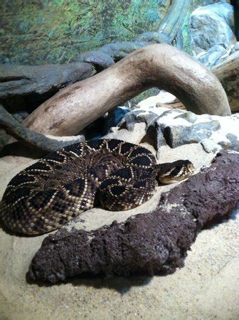 Cape Fear Serpentarium is now under new management and own