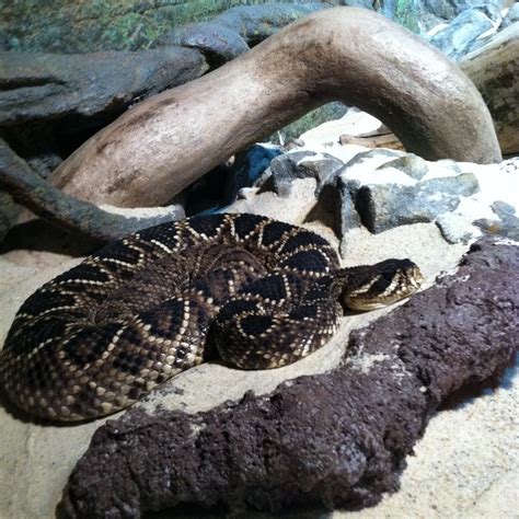 Cape Fear Serpentarium: Reptiles fascinating, William was fantas