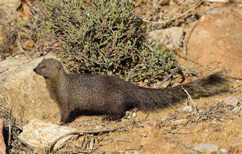 Cape gray mongoose - Wikipedia