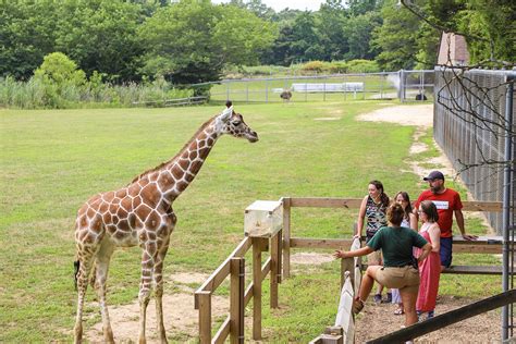 Cape may county zoo. TripAdvisor has consistently rated the Cape May County Park & Zoo as one of the top 25 zoos in the country. The zoo also offers guests a one-of-a-kind experience with many different animals. Through the zoo’s animal encounter program, guests can pick a critter of their choice – giraffes, otters, primates, camels, or birds – and have a guided, up … 