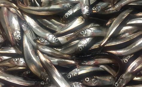 Capelin conservation concerns and Inflation numbers get an update: In The News today