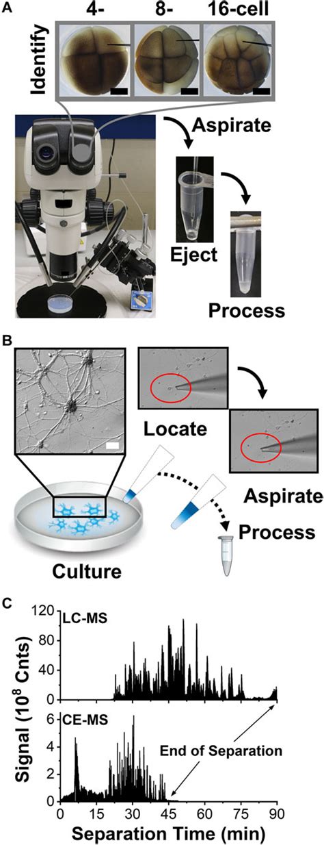 Capillary Electrophoresis Mass Spectrometry for Scalable Single …