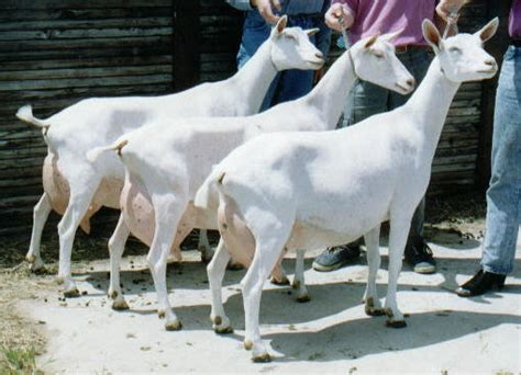 Capre saanen arges. .