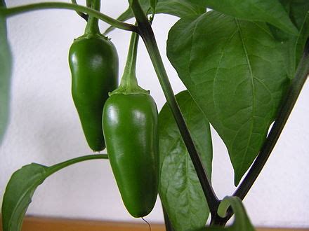 Capsicum annuum Vikipedi.