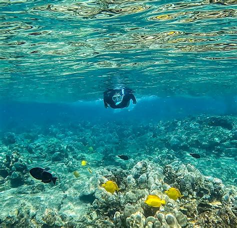 Captain cook snorkeling. Most popular snorkel trip along the Kona coast · Fun boat with two waterslides · Snorkel at Captain Cook Monument · Incredibly clear water and lots of yellow t... 