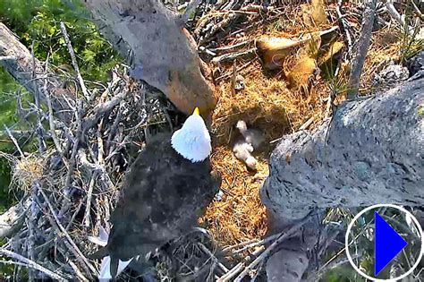 Captiva Eagle Cam Side Viewhttps://www.youtube.com/watch?