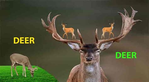 Captivating the Charm of Deer in Plural Form: A Comprehensive Guide